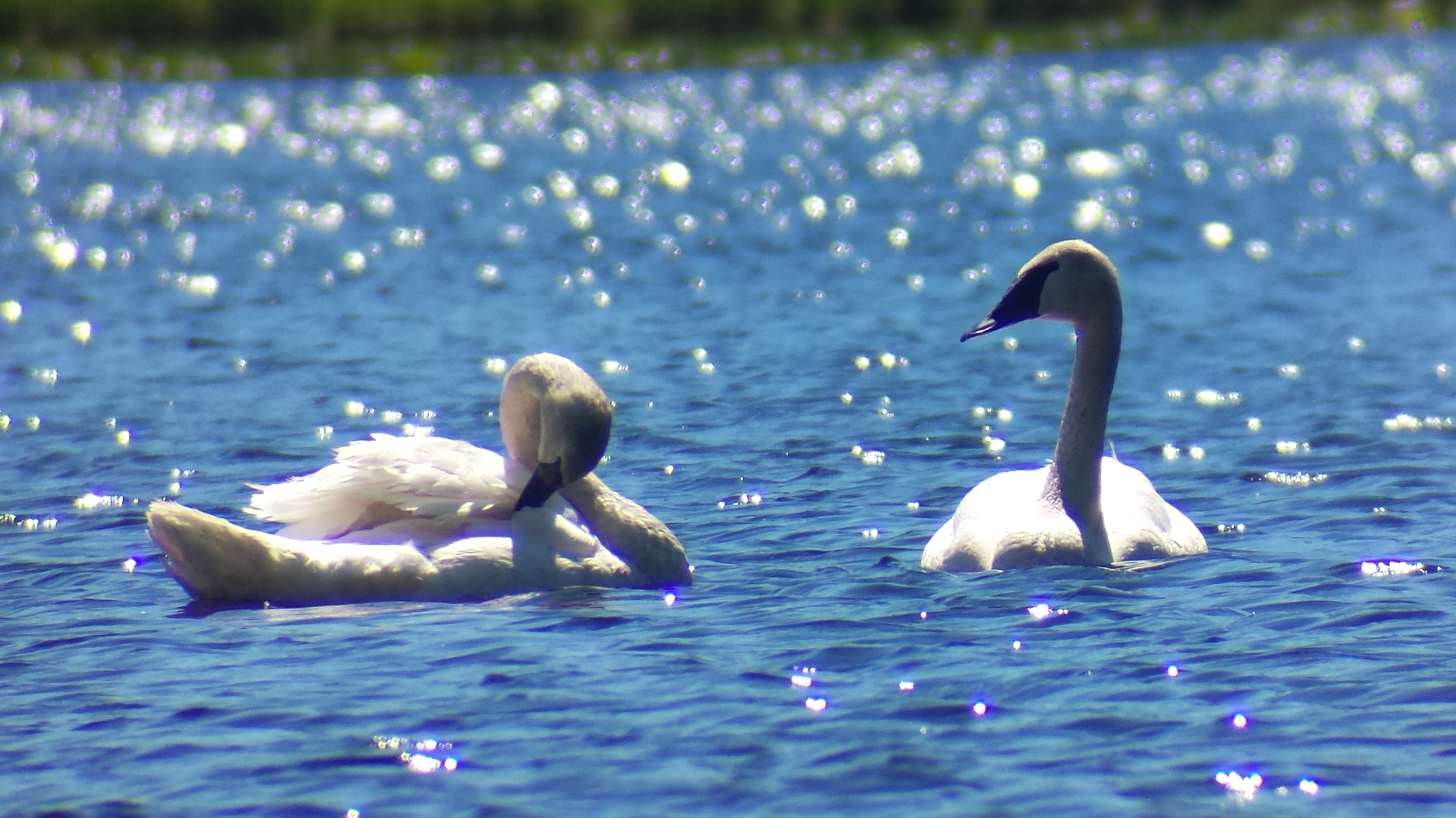 Trumpeter Swans