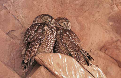Spotted Owls Spotted Owls