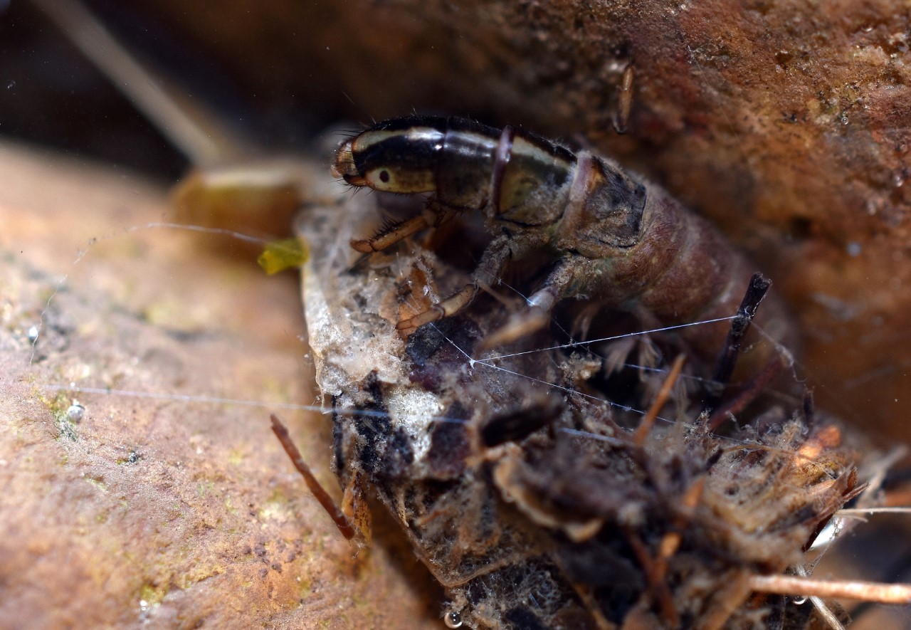 Caddis Fly Fritz Project Photo 1