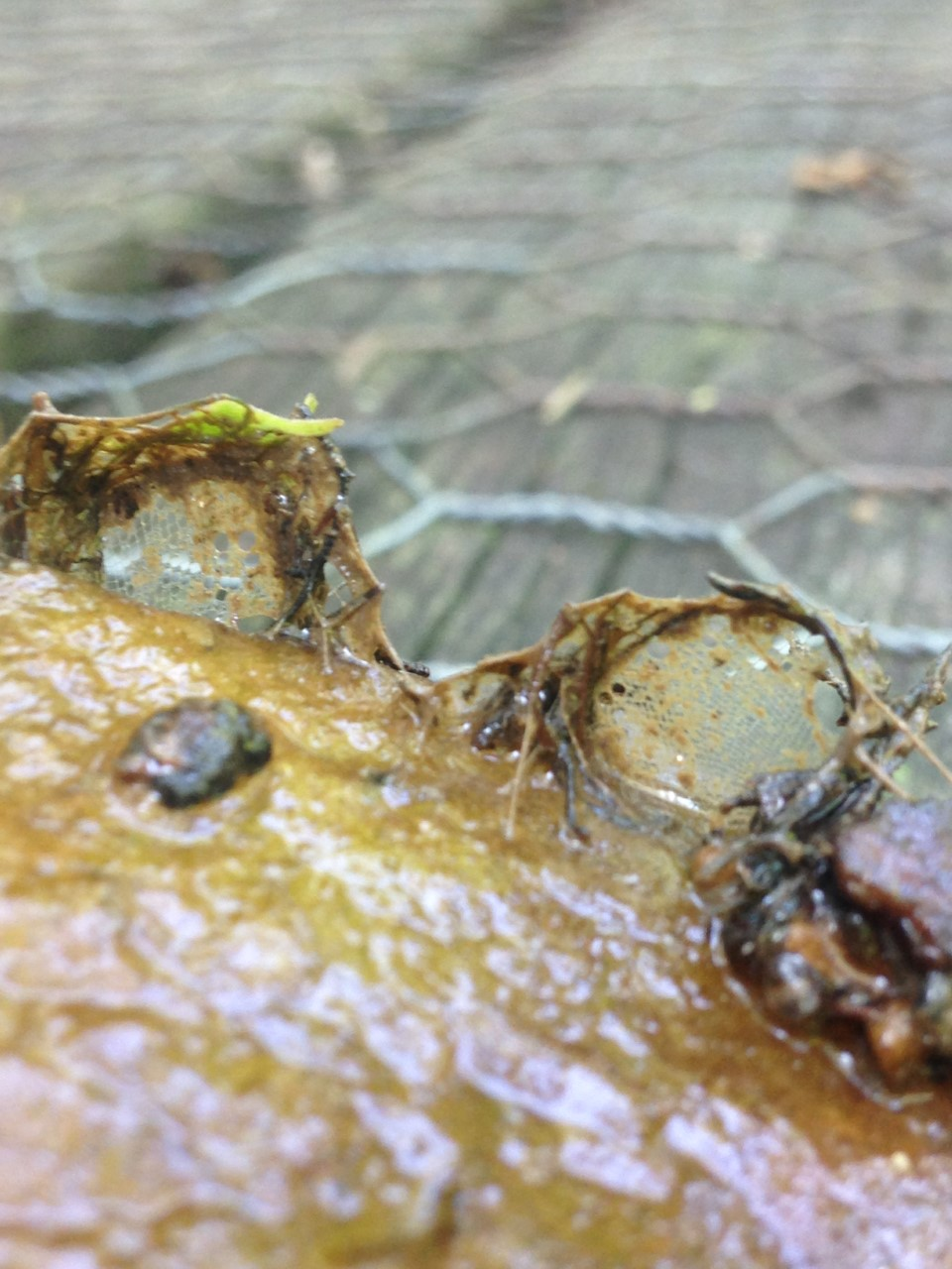 Caddis fly food nets Fritz Project photo 2