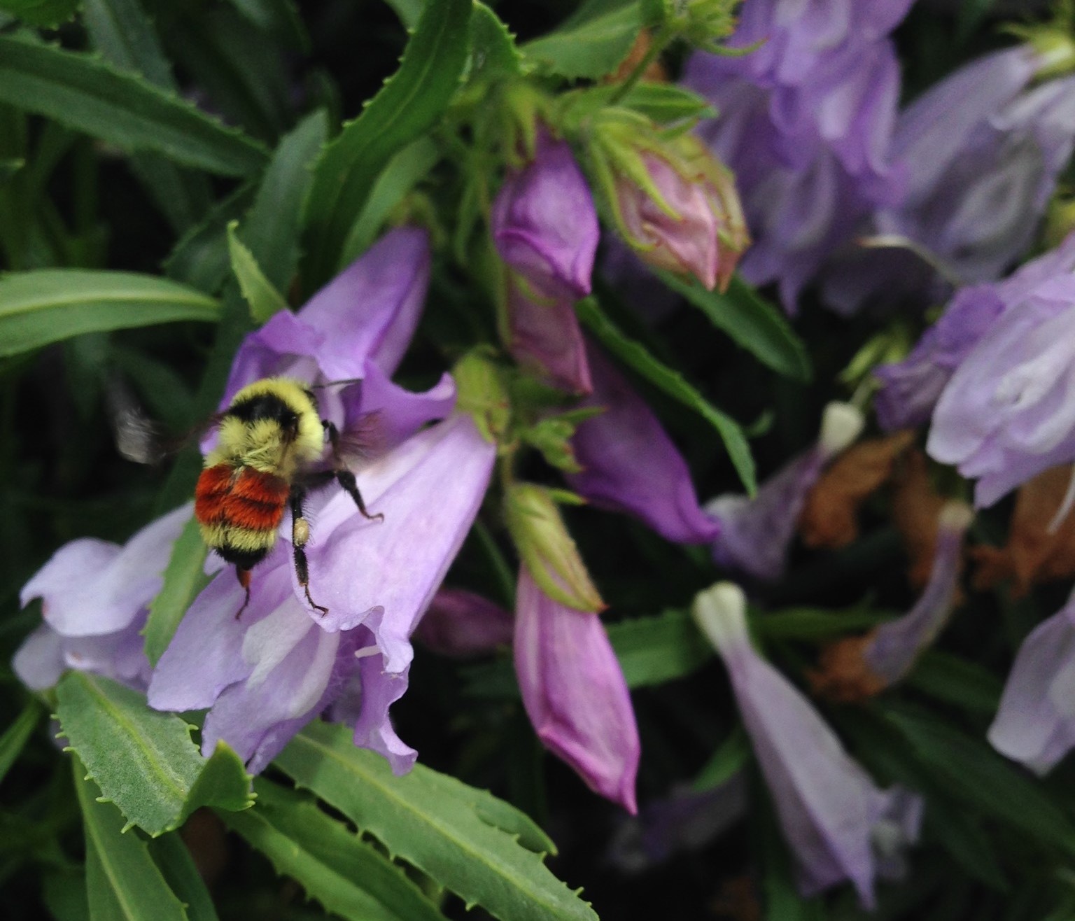 Bumblebee visiting a Penstemon flower