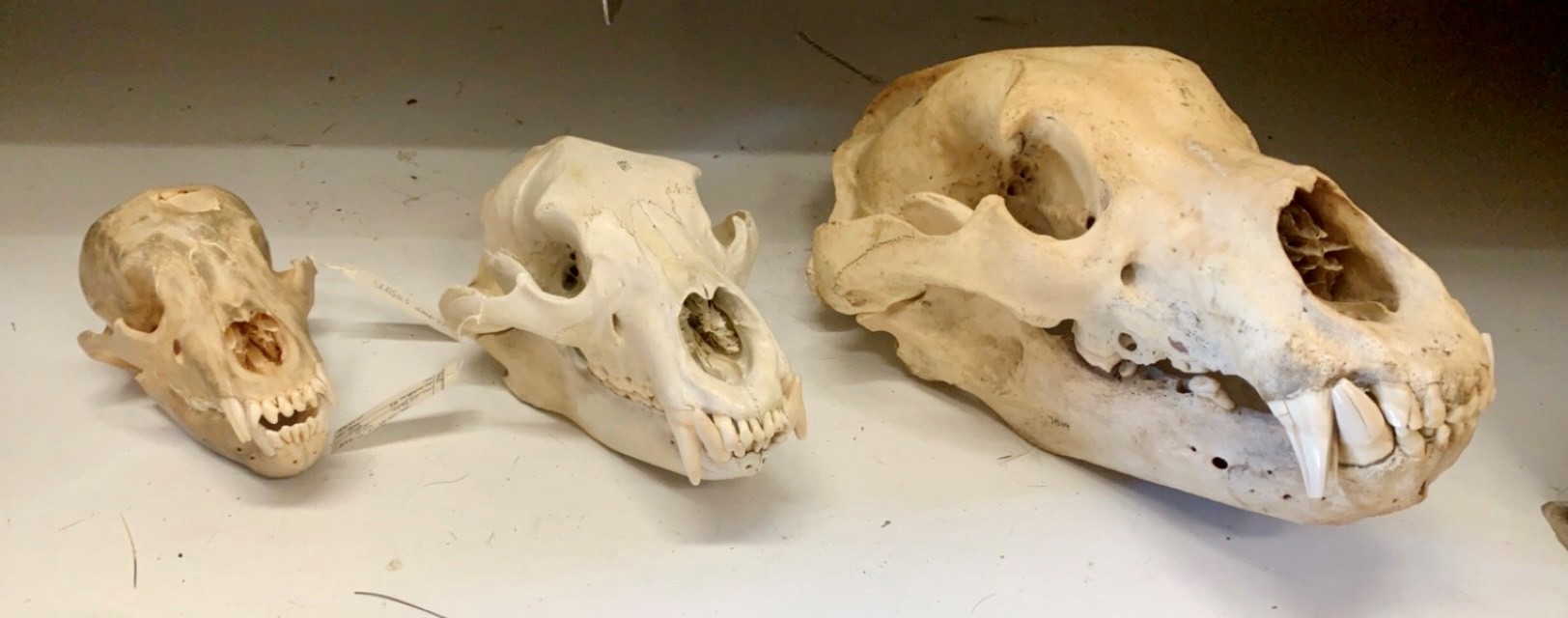 grizzly skulls