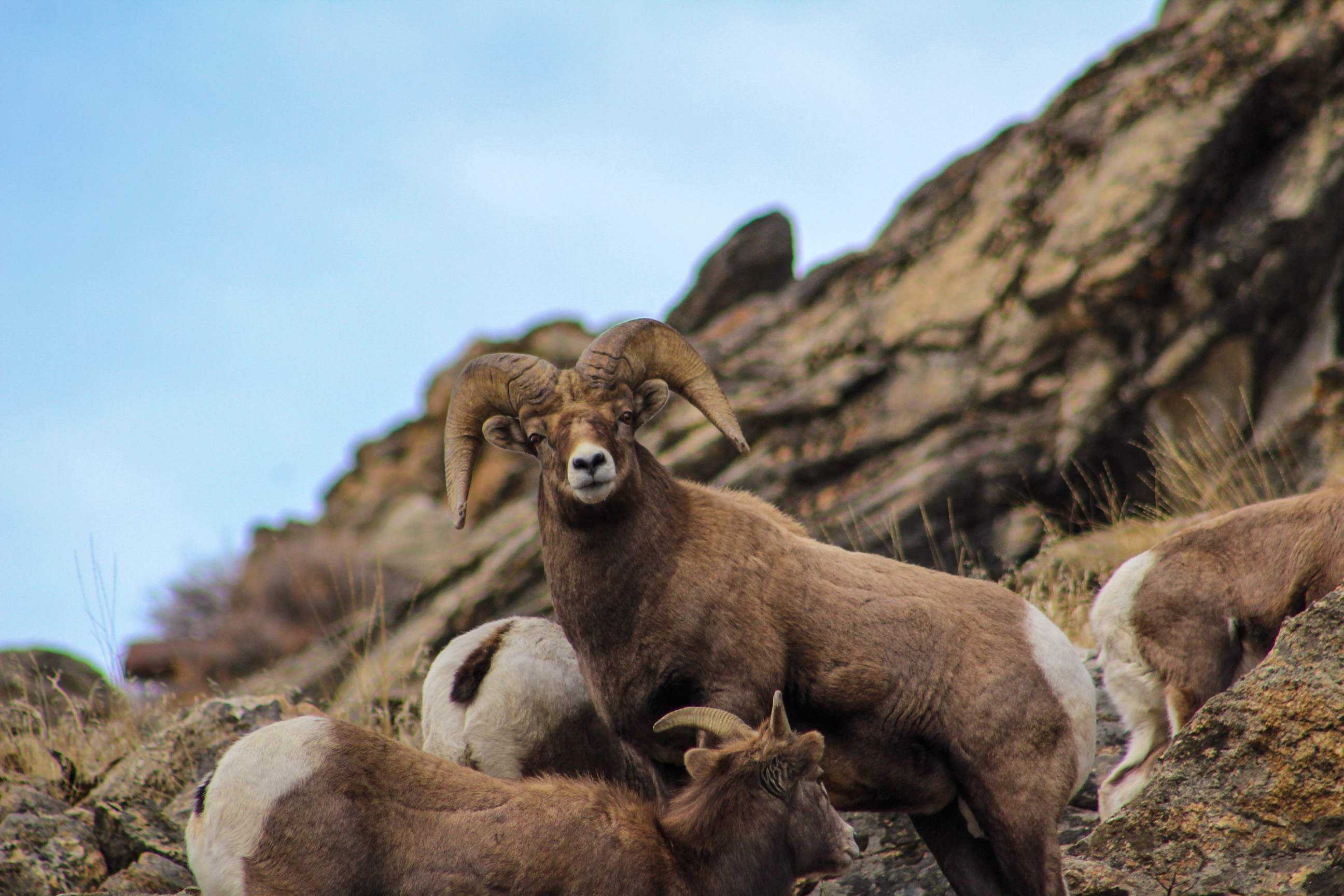 Bighorn Sheep