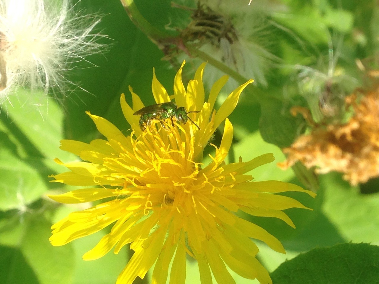 Pollinator in YNP