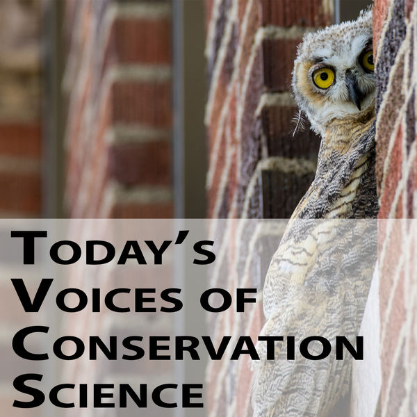 Owl on a Lewis Hall windowsill