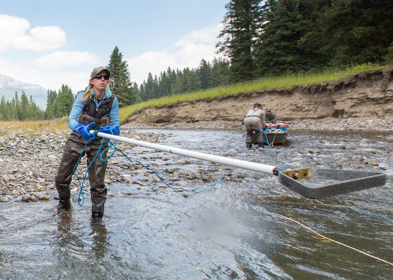 Colleen electrofishing in YNP