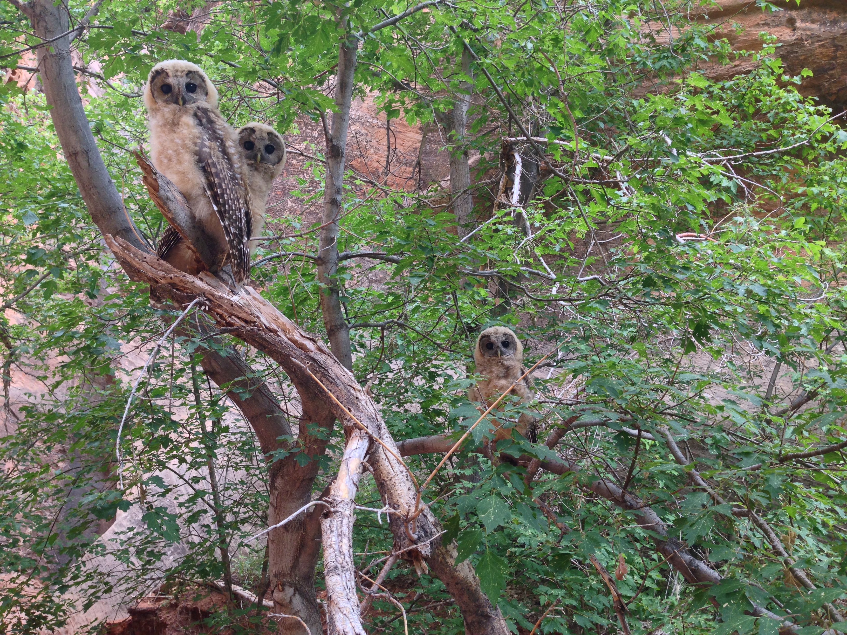 owls in trees