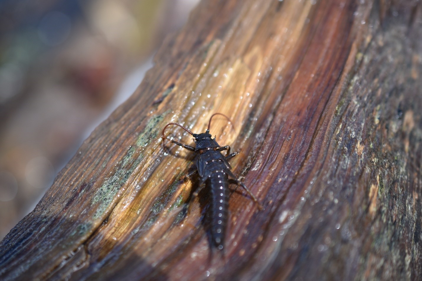 Salmon Fly 