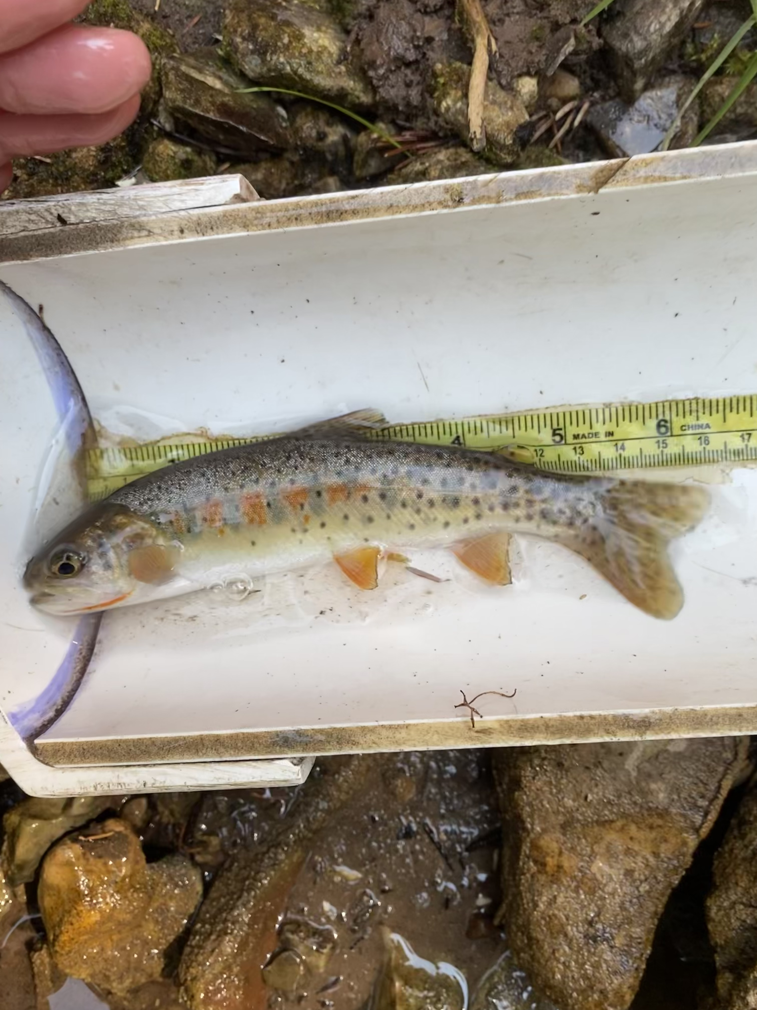 Measuring Yellowstone Cutthroat Trout