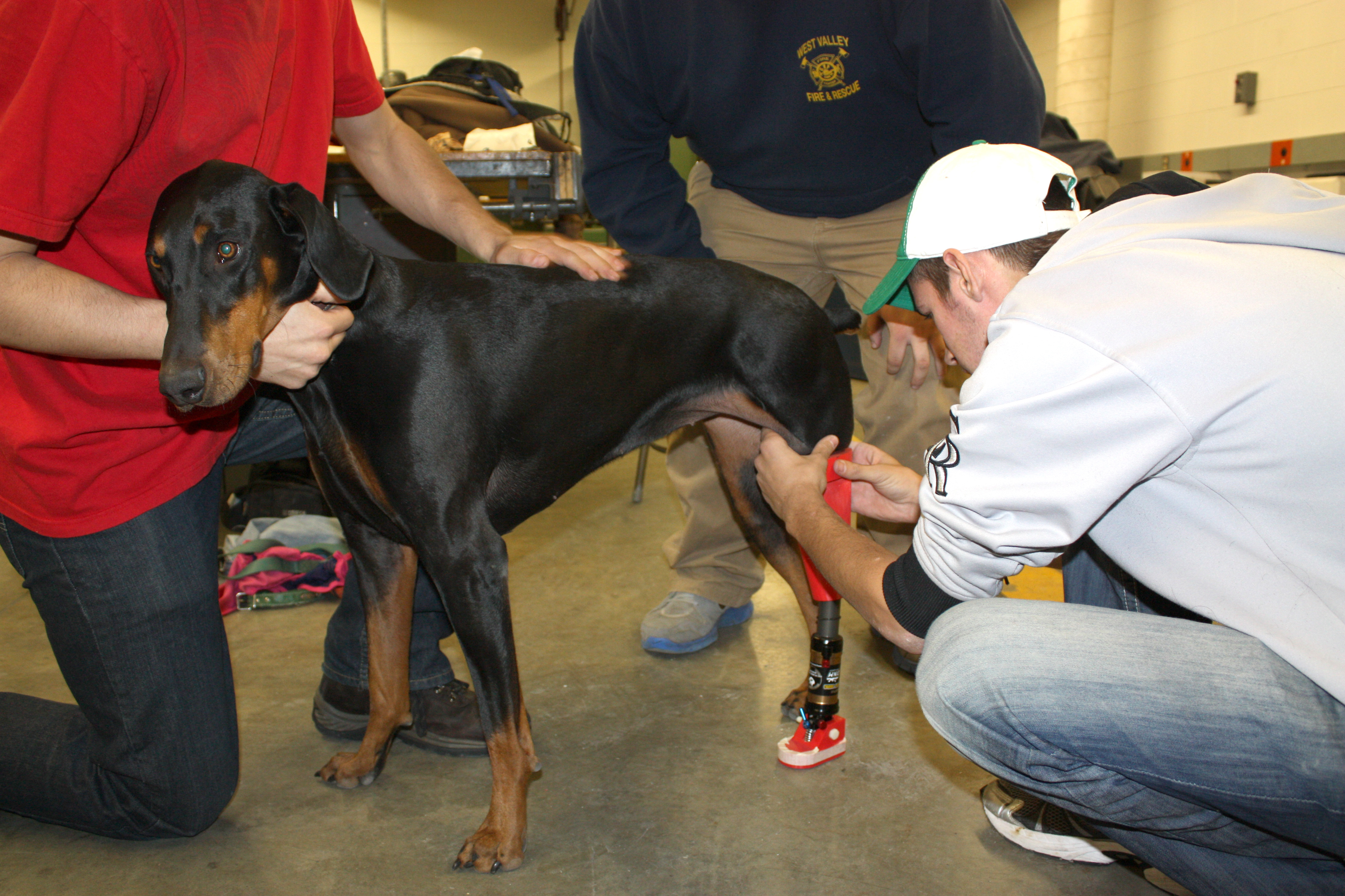 Technology Education students fit a prosthetic for a dog