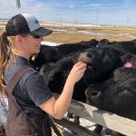 Levi Ostberg, Feeding the Heifers Treats                           Fairfield, MT