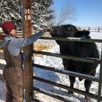 Levi Ostberg, Feeding the Bull Treats                                 Fairfield, MT