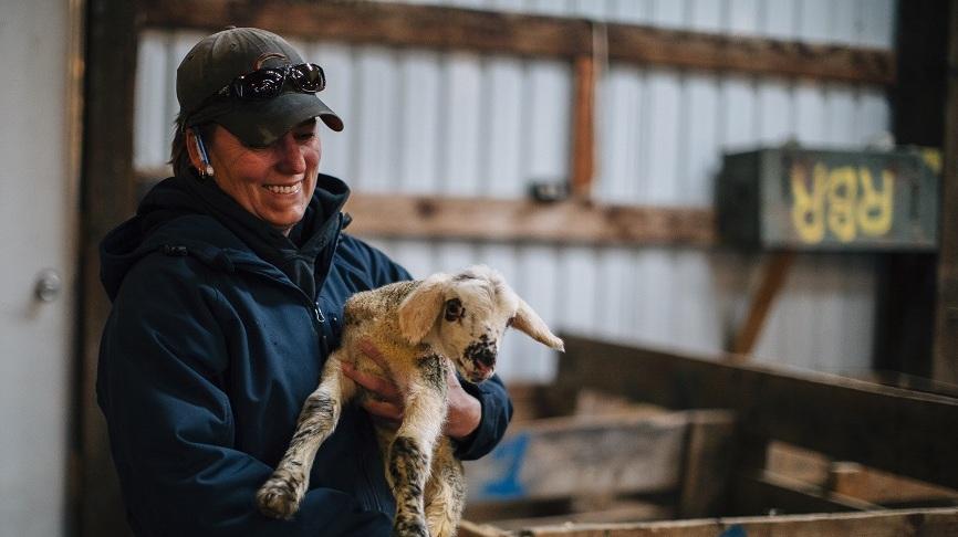 woman holding adorable lamb in barn