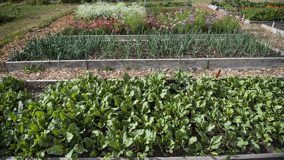 several wooden garden beds growing crops