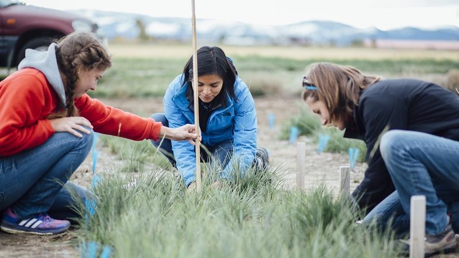 three women collecting data on a grass plot