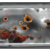 Microbial (green) induced formation of biofilm (orange) and calcium carbonate precipitation (black) inside a capillary tube.  (A. Phillips and R. Gerlach) Source: Schultz, L.; Pitts, B.; Mitchell, A.C.; Cunningham, A.B.; Gerlach, R. (2011): Imaging Biologically-Induced Mineralization in Fully Hydrated Flow Systems. Microscopy Today. September 2011:10-13. doi:10.1017/S1551929511000848 