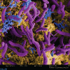 False color micrograph of sulfate reducing bacteria (purple) causing metal corrosion (orange-brown) which can impact energy infrastructure (M. Fields Lab, ICAL).