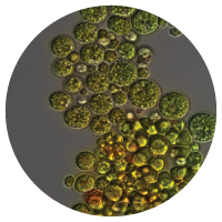 Algae isolate from coal bed methane water with potential biofuel application including use as a stimulant to enhance coal bed methane (M. Fields lab) Biofuels