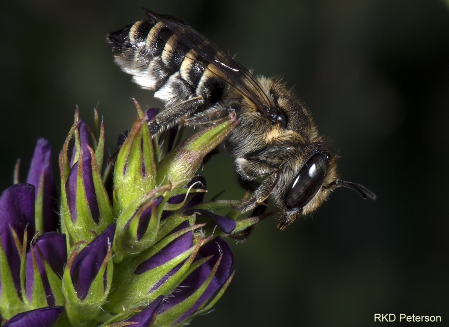 Megachile rotundata (RKD Peterson)