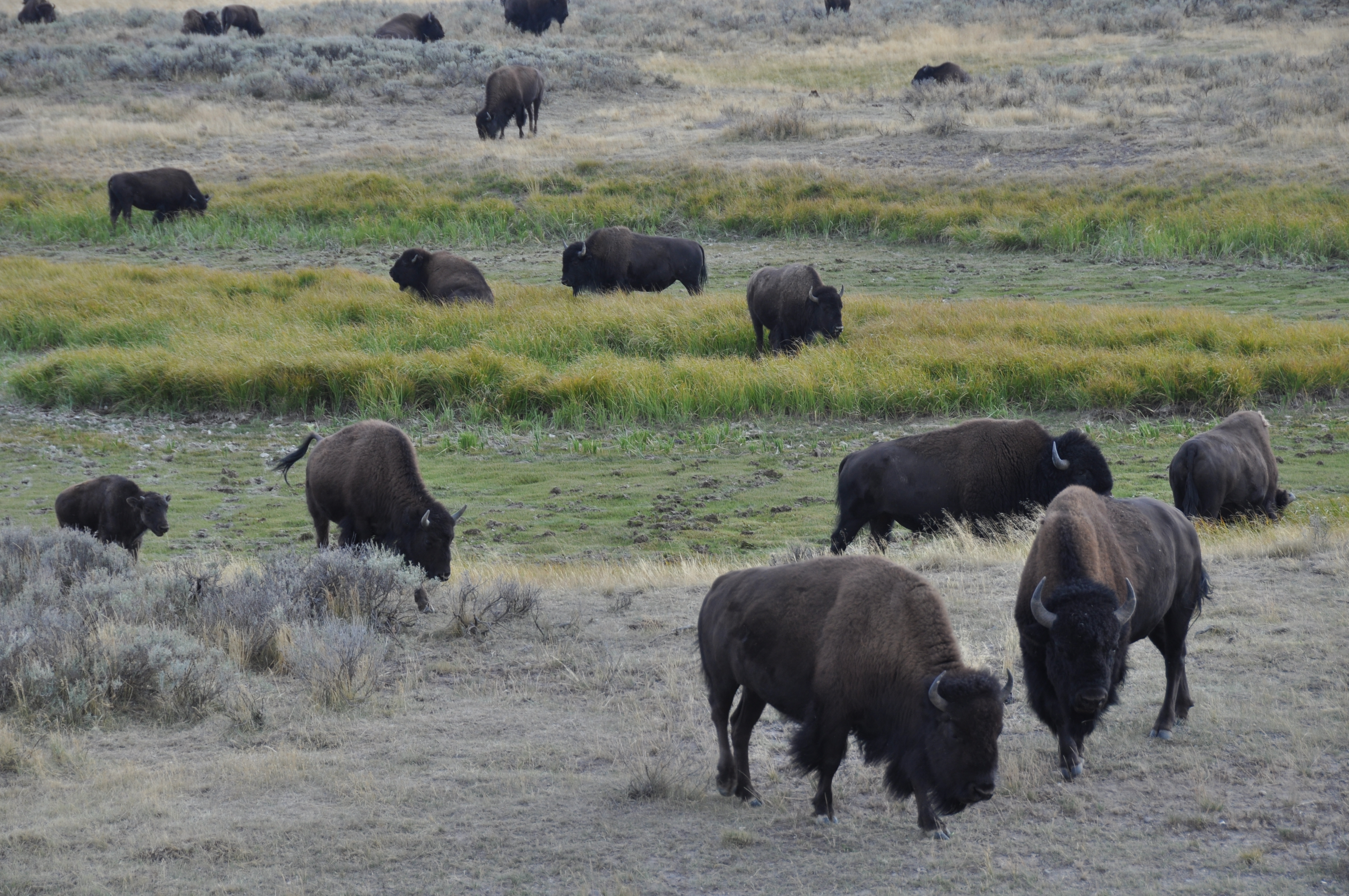 Bison graze across a landscape