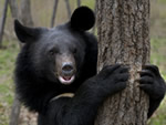 Black bear