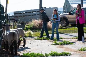 livestock judging