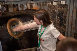 girl with her hand in a cow