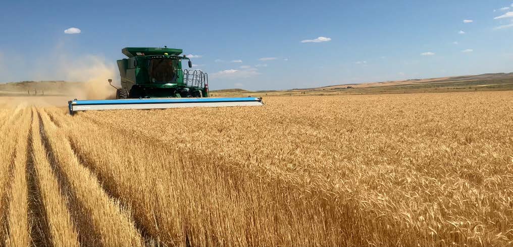 Stripper header combine harvesting a golden ripe wheat field, leaving tall standing stubble.