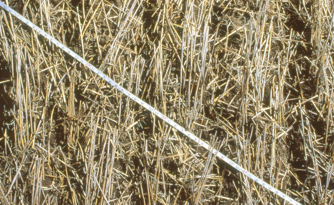 Grayish-brown postharvest wheat stubble with a measuring tape laid out to determine approximately 70 percent stubble cover that supports parasitoids.