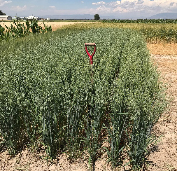 Small plot of green flowering oats in a field standing approximately 2.5 feet tall.