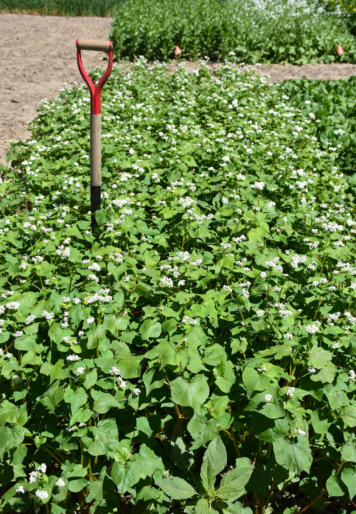 Small plot of standing green, early flowering, buckwheat in a field.