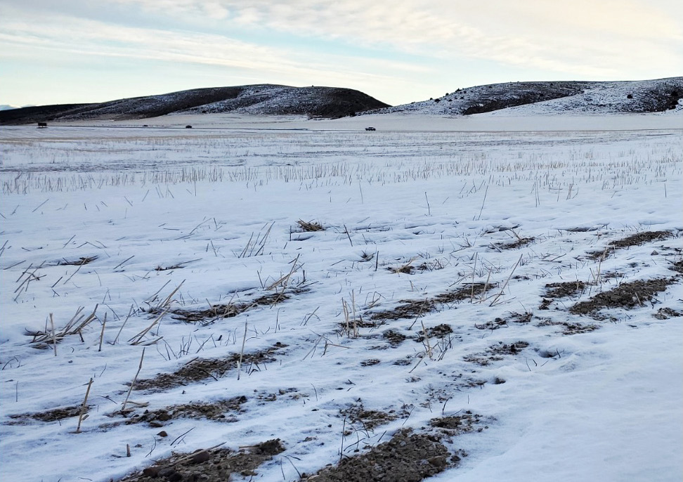 A harvested field in winter shows more snow collecting between standing wheat stems (intact stubble) versus less snow remaining in wheat stem sawfly damaged wheat (stubble is uneven with breaks causes by insect-cut stems).