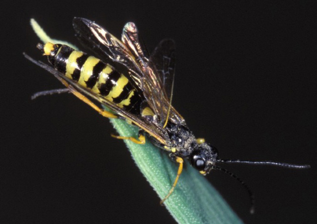 A black and yellow insect with smoky grey wings and long antennae (wheat stem sawfly) faces downward while grasping a green wheat leaf.