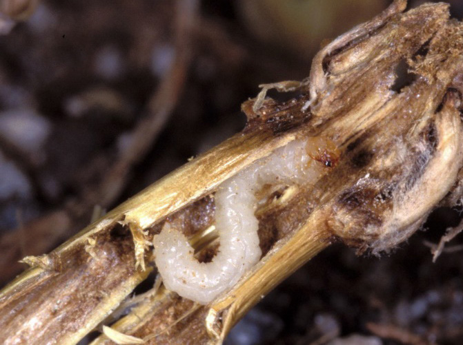 Base of ripe wheat stem cut by a wheat stem sawfly dissected to show white S-shaped larva within.