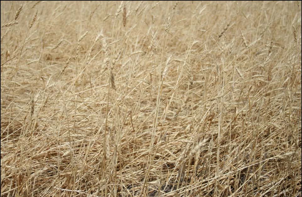 Part of a ripe wheat field with approximately 80% of stems on soil surface due to wheat stem sawfly larvae cutting the stems in preperation for winter.