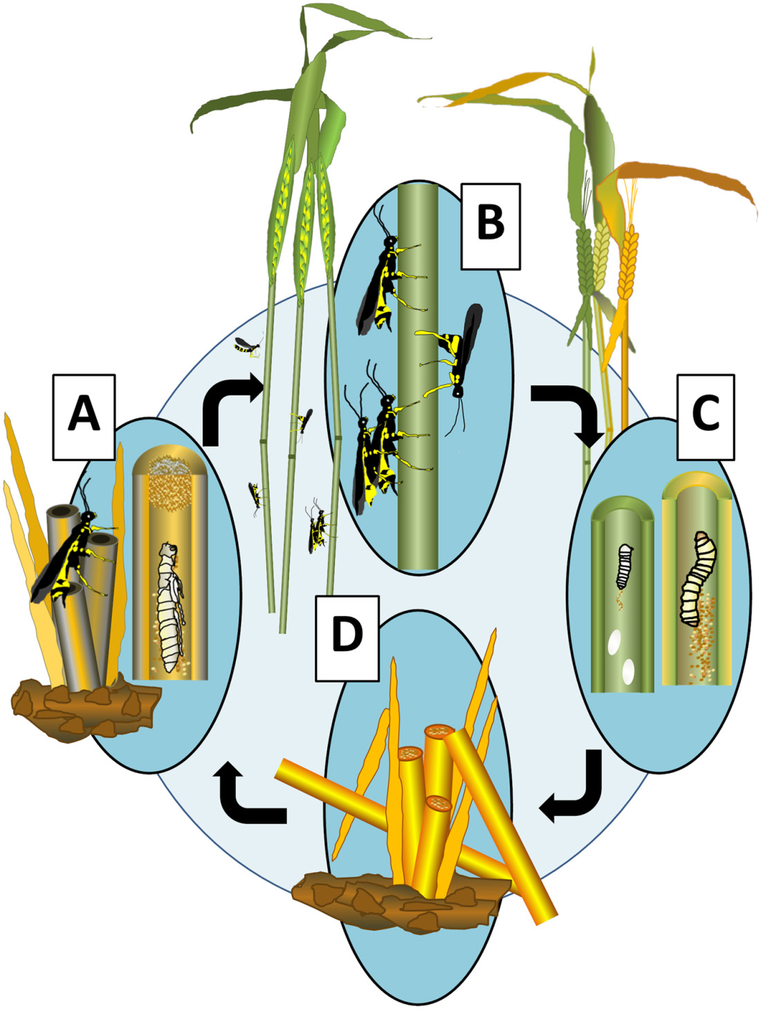 Wheat stem sawfly life cycle: A) May - June, a pupal wheat stem sawfly inside a cut wheat stem, adults emerging through frass plugs at top of cut wheat stems, B) June - July, wheat stem sawflies flying to green wheat stems, with mating and oviposting adults on stems, C) July - August, interior of wheat stem with whitish wheat stem sawfly eggs and small larvae with powdery frass causing stem to ripen faster, D) August - May, golden ripe stems that have been cut by wheat stem sawfly larvae, with neat brownish frass plus at the top providing protection for larva within.