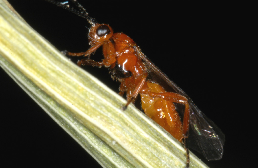 Adult of small orange parasitic wasp that kills wheat stem sawfly larvae (Bracon cephi female with orange body and head).
