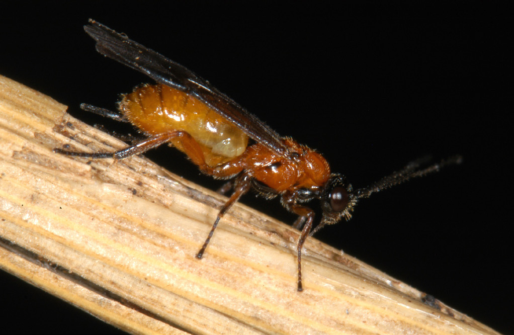 Adult of small orange parasitic wasp that kills wheat stem sawfly larvae (Bracon lissogaster female with orange body and head).