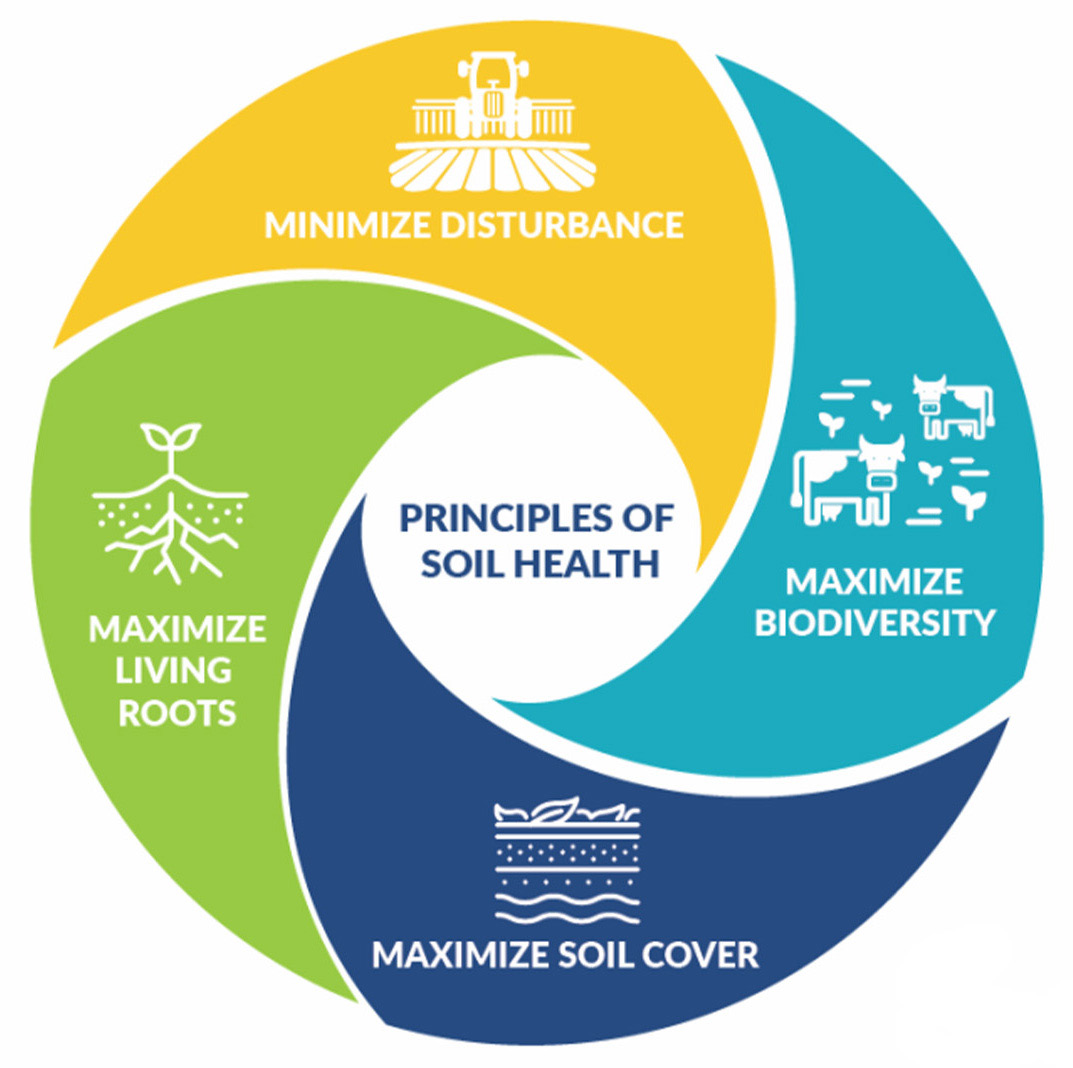 NRCS principles of soil health diagram - (yellow) minimize disturbance, (blue) maximize biodiversity, (purple) maximize soil cover, and (green) maximize living roots.