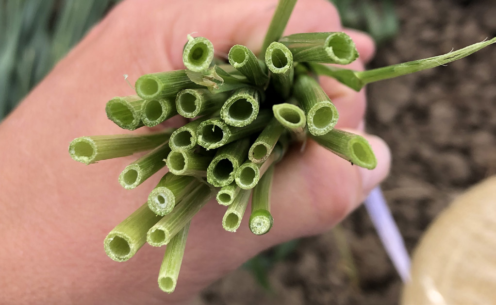 Cross section of hollow green stems of a susceptible cultivar.
