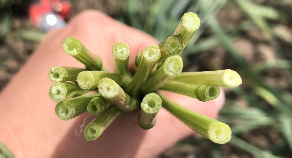 Cross section of wheat stems that are pith-filled (solis stem variety), offering some resistance to wheat stem sawfly.