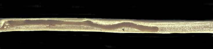 Longitudinal cross section of pith-filled golden ripe stem showing dark trail excavated by wheat stem sawfly larva that died.