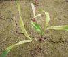 three small corn plants growing in a crop field with red stems and white, green and yellow leaves