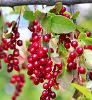 Clusters of red berries hang from a branch