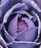 A close-up of a head of purple cabbage