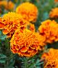Several blooming marigolds