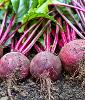 Three large red beets lie in a row 