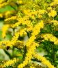 A spray of small branches covered in yellow flowers