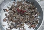 Several moths are displayed in a metal tray, some small and some large, showing the variety collected in one night.