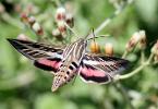 This sphinx moth is a large tan moth with white and black markings on its body and forewings. Its hindwings are pink and black.